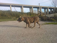 cane corso 